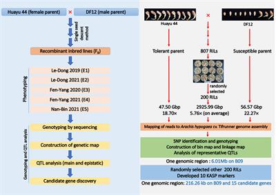 Fine mapping of a QTL and identification of candidate genes associated with cold tolerance during germination in peanut (Arachis hypogaea L.) on chromosome B09 using whole genome re-sequencing